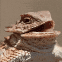 huehuehue animated emote