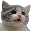 catShokku emote
