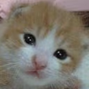 CANYOUFEETHEENCROACHINGURGETOEMBRACEYOURINNERMADNESSTOLETOUTTHED emote