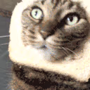 CE_CattoBread emote