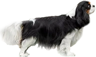 twujpies emote