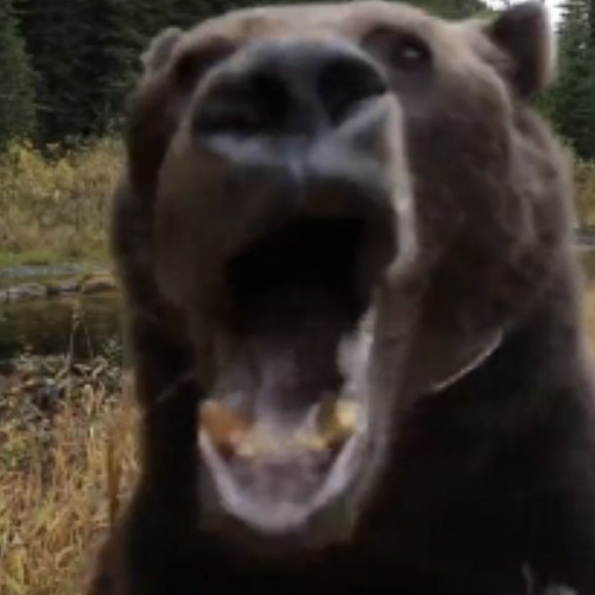 BearReaction static emote