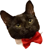 fancy_cat emoji