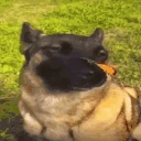 BeautifulDogWithTheButterflyOnItsNose emote