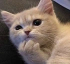 Hm emote
