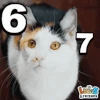 67Cat emote