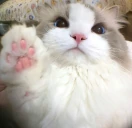 catHalt emote