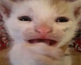 whywhy emote