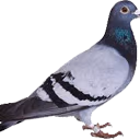 Pigeon emote