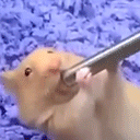 HAMGLORPIN animated emote