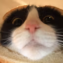 CE_BreadCatIsLooking emote