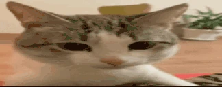 bruuuuuuuuuuuuuuuuuuuuuuuuh emote