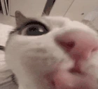 mlem emote