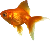 goldfish emote