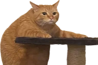 NowWot emote