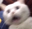 CE_shake2 emote