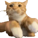 Cat_keyboard emote