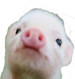 baby_pig emote