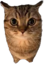 catlookingverymadatyoubecauseyoureallystink emote