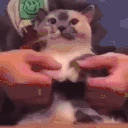 catDance emoji