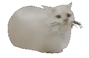 dongus emote
