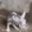 shakingrat emote