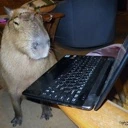SmartCapybara emote