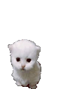ewpExplode emote