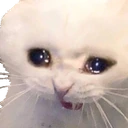 52_CryCat emoji