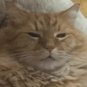 catCONFUSED emote