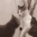 catFight emote