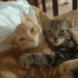 CE_CattoHugs emote