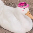 fedora_duck emote