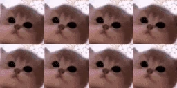 LightCatParty emote