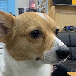 fox_serious emote