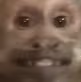 Capuchin_smile_monkey emote