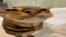 sillycatxd emote