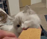 Cracker emote