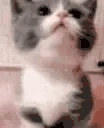 catLeave emote
