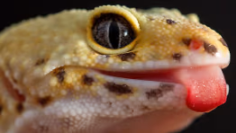 LeopardGeckoLick emote