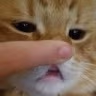 CE_Boop emote