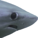 nervous_shark emote