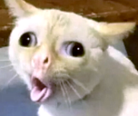 hurgh static emote