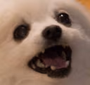 aaaa emote