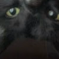 Black_cat_look emote