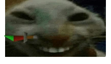 xdds emote