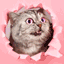This_cat animated emote