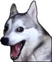 huskyDad emote