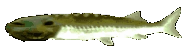 Joeldd emote