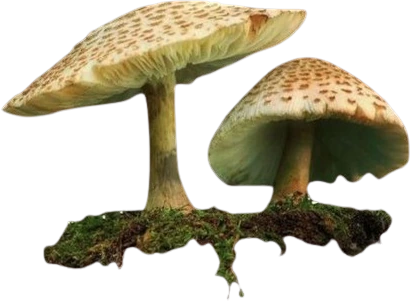 Mushrooms emote